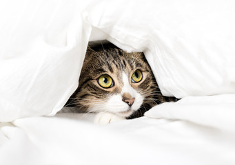 funny cat looks out from under the blanket