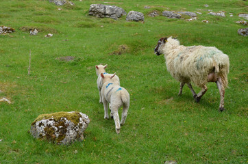 Obraz premium sheep and lamb on a meadow