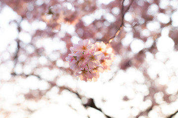 Frühling Blume 2