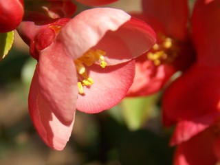 red spring flower
