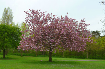 cherry blossom tree in bloom