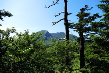 Obraz premium Trees in front of blue sky, Ebino kogen, Kyushu, Japan