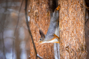 A closeup of a tree squirrel in a grey winter coat, Siberia, Russia