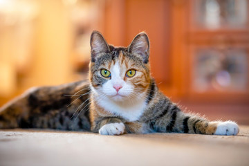 Tricolored cat lying on floor at home