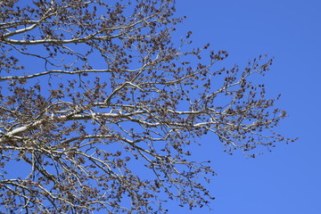 Earrings flowering silver poplar. Flowering poplar