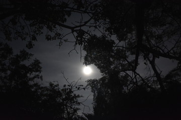 full moon and trees