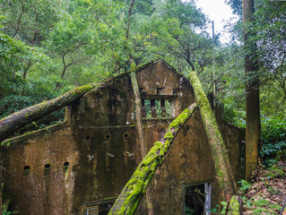 View on rusty ruins of old 19th century abandoned factory Fabrica da Cidade and Fabrica da Vila, lost in forest with moss and ferns on hiking trail Quatro fabricas da Luz. Sao Miguel island, Azores