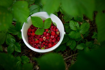 White bucket with freshly picked wild raspberries. Organic, healthy nutrition, food. Nature protection