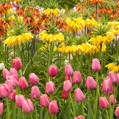 bright blooming lawn with pink tulips
