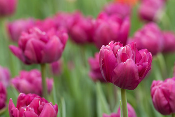 purple tender tulips in the summer par