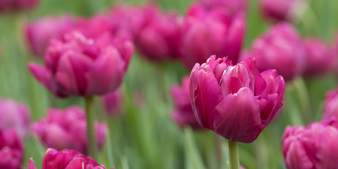 purple tender tulips in the summer par