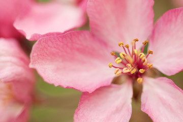 delicate pink sakura flower