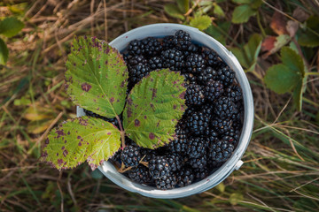 Fototapeta na wymiar White bucket with freshly picked wild blackberries. Organic, healthy nutrition, food. Nature protection
