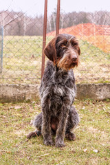 Obedient female dog sitting on the garden near fence and look on owner. She is begging for some food. Korthals griffon has white and brown fur. Cesky fousek. Bohemian Pointer