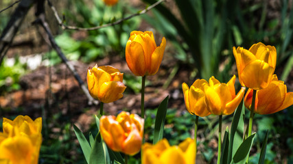 Blooming Tulips, Early Spring in the Country