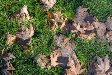 Fallen leaves with hoarfrost close-up