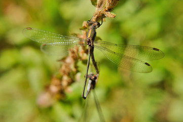 Insekt - Libelle Gemeine Binsenjungfer bei der Paarung