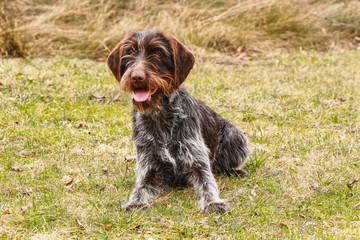 Bohemian wire-haired Pointing Griffon is smiling on the whole world. She sticks out her tongue. Female dog is brimming with happiness. Feeling safe