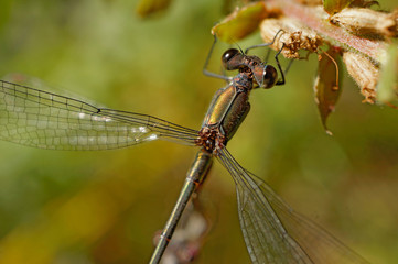 Insekt - Libelle 