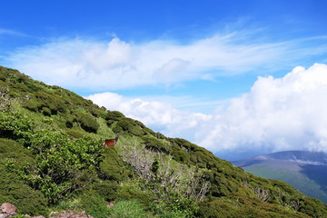 Encounter with a deer on top of Mt. Karakunidake, Ebino kogen, Japan