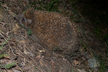 hedgehog in the forest at night