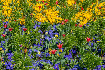 Beautiful spring flowers