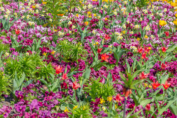 Beautiful spring flowers