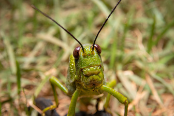 Macro photo of green grasshopper on the ground. Photographed in Minas Gerais, Brazil.