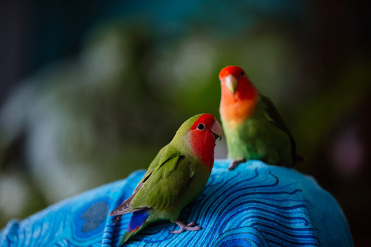 pappagallini inseparabili