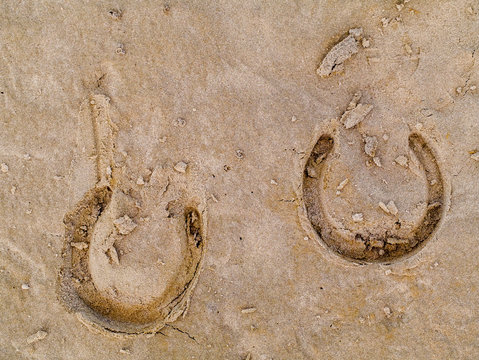 Horse shoe print on a sand.
