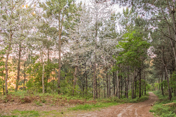 nature landscape in a forest