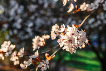 Sloes tree in early spring germany bavaria