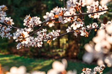 Sloes tree in early spring germany bavaria