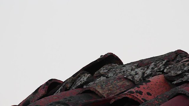 P&aacute;jaro Gorri&oacute;n en lo alto de un viejo tejado, aislado sobre cielo blanco, que echa a volar hacia arriba. Toma con bastante grano de ISO alto