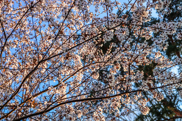 Sloes tree in early spring germany bavaria