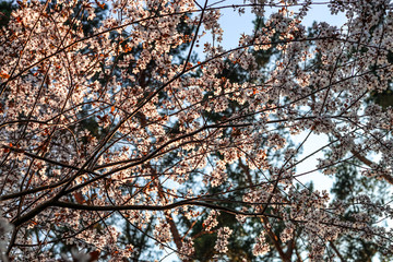 Sloes tree in early spring germany bavaria