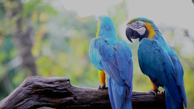 Beautiful macaw parrot