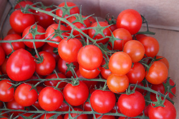 tomatoes on the vine