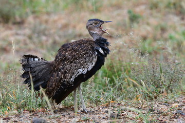 rare female of red crested korhaan in Kruger national park in South Africa