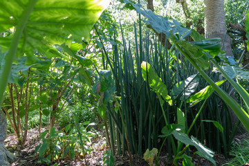 Obraz premium plants in the garden