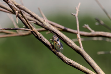 Cicada (Tibicen haematodes) on a tree branch