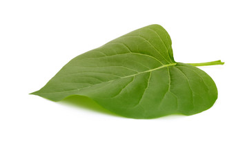 Green leaf on white background.
