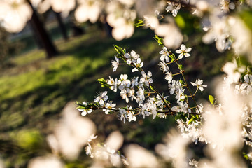 Sloes tree in early spring germany bavaria
