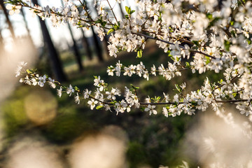 Sloes tree in early spring germany bavaria