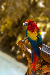 The Green-winged Macaw (Ara chloropterus) is a large, colorfully colored parrot, one of the largest and most widespread ares.