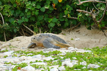 Sea turtle emerging from the sand in the early morning, Zamami, Okinawa, Japan