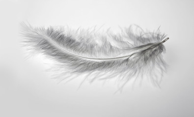 Close-up decorative bird feather.  Abstract black and white background.