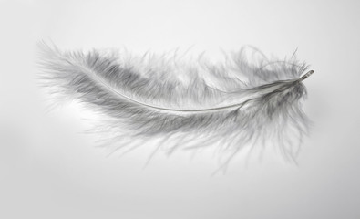 Obraz premium Close-up decorative bird feather. Abstract black and white background.