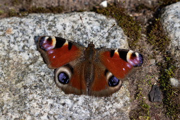 Schmetterling Pfauenauge am Stein Makro