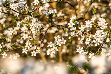 Sloes tree in early spring germany bavaria